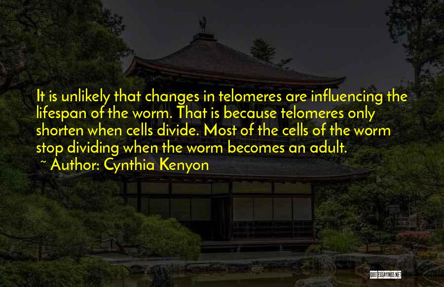 Cynthia Kenyon Quotes: It Is Unlikely That Changes In Telomeres Are Influencing The Lifespan Of The Worm. That Is Because Telomeres Only Shorten