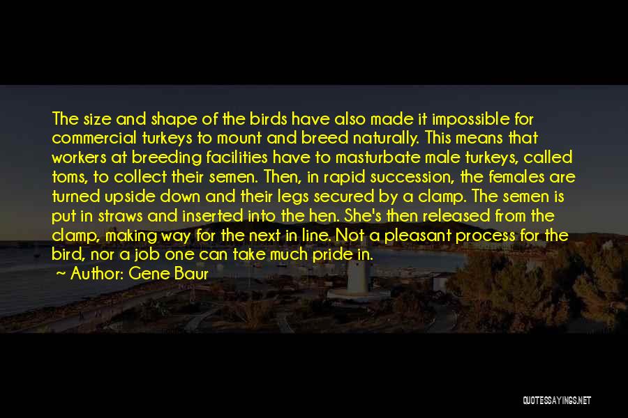 Gene Baur Quotes: The Size And Shape Of The Birds Have Also Made It Impossible For Commercial Turkeys To Mount And Breed Naturally.