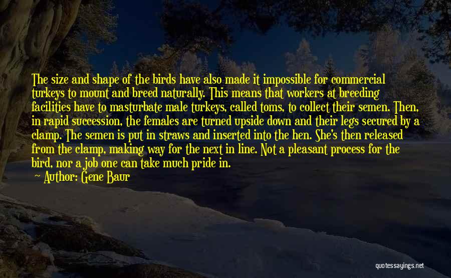 Gene Baur Quotes: The Size And Shape Of The Birds Have Also Made It Impossible For Commercial Turkeys To Mount And Breed Naturally.