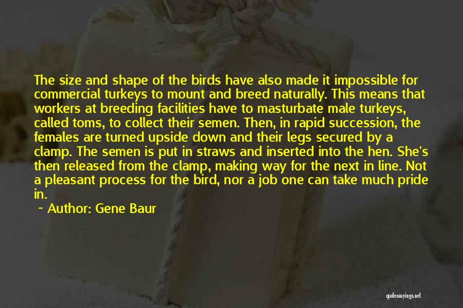 Gene Baur Quotes: The Size And Shape Of The Birds Have Also Made It Impossible For Commercial Turkeys To Mount And Breed Naturally.
