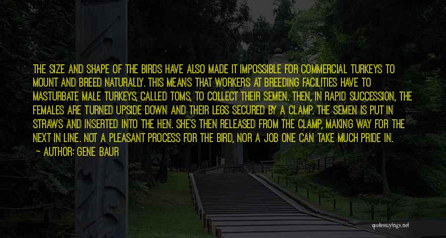 Gene Baur Quotes: The Size And Shape Of The Birds Have Also Made It Impossible For Commercial Turkeys To Mount And Breed Naturally.