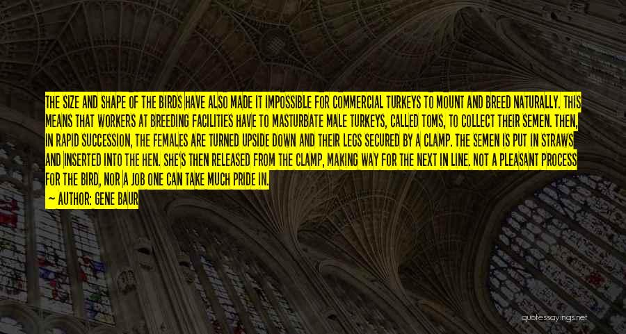 Gene Baur Quotes: The Size And Shape Of The Birds Have Also Made It Impossible For Commercial Turkeys To Mount And Breed Naturally.