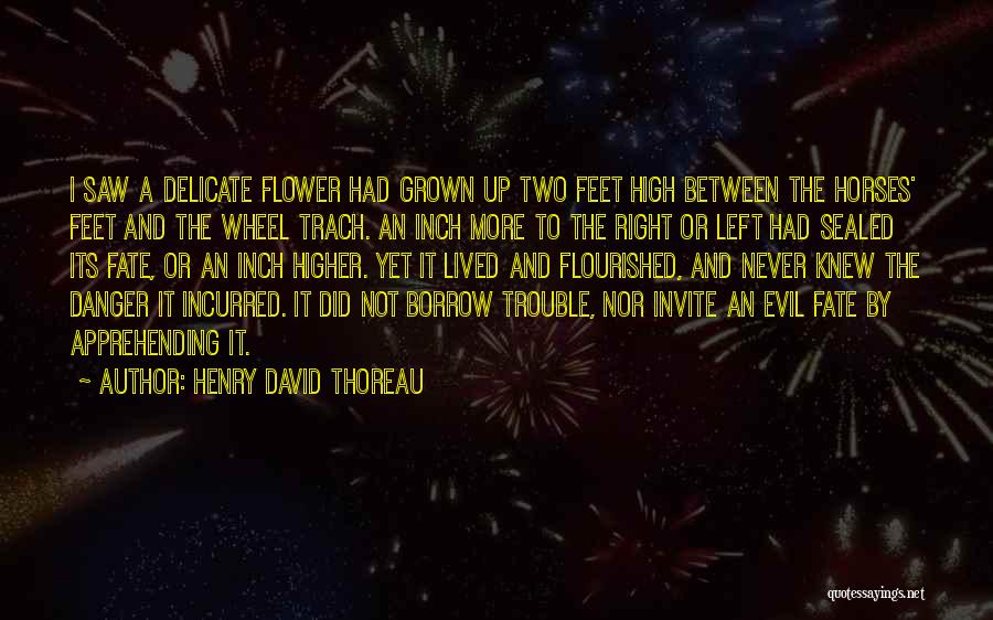 Henry David Thoreau Quotes: I Saw A Delicate Flower Had Grown Up Two Feet High Between The Horses' Feet And The Wheel Trach. An