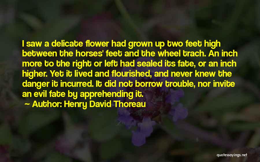 Henry David Thoreau Quotes: I Saw A Delicate Flower Had Grown Up Two Feet High Between The Horses' Feet And The Wheel Trach. An