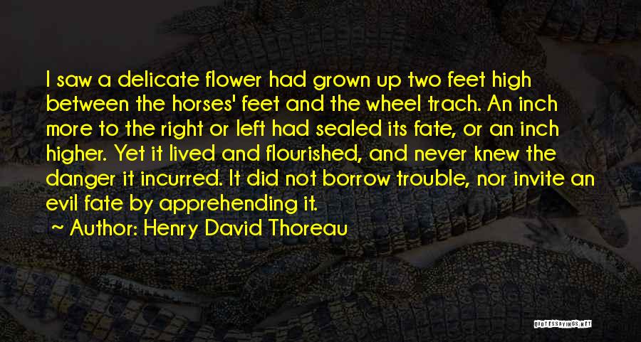 Henry David Thoreau Quotes: I Saw A Delicate Flower Had Grown Up Two Feet High Between The Horses' Feet And The Wheel Trach. An