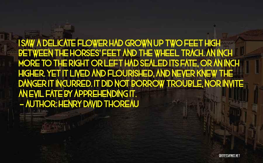 Henry David Thoreau Quotes: I Saw A Delicate Flower Had Grown Up Two Feet High Between The Horses' Feet And The Wheel Trach. An