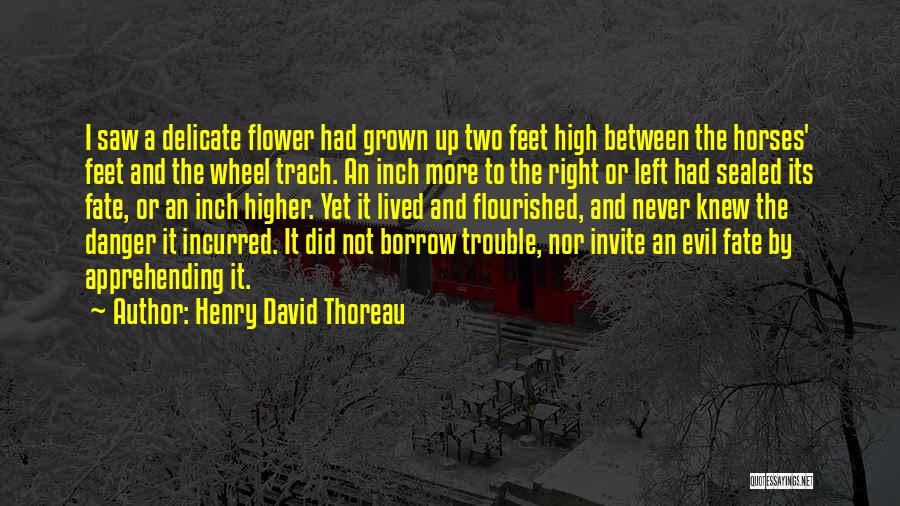 Henry David Thoreau Quotes: I Saw A Delicate Flower Had Grown Up Two Feet High Between The Horses' Feet And The Wheel Trach. An