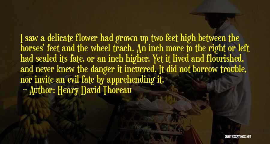 Henry David Thoreau Quotes: I Saw A Delicate Flower Had Grown Up Two Feet High Between The Horses' Feet And The Wheel Trach. An