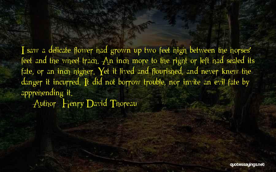 Henry David Thoreau Quotes: I Saw A Delicate Flower Had Grown Up Two Feet High Between The Horses' Feet And The Wheel Trach. An