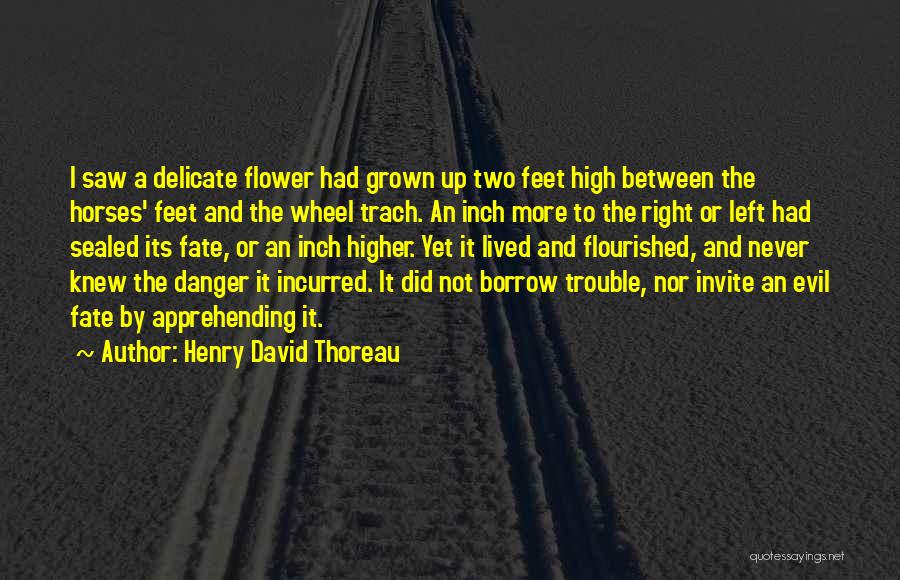 Henry David Thoreau Quotes: I Saw A Delicate Flower Had Grown Up Two Feet High Between The Horses' Feet And The Wheel Trach. An