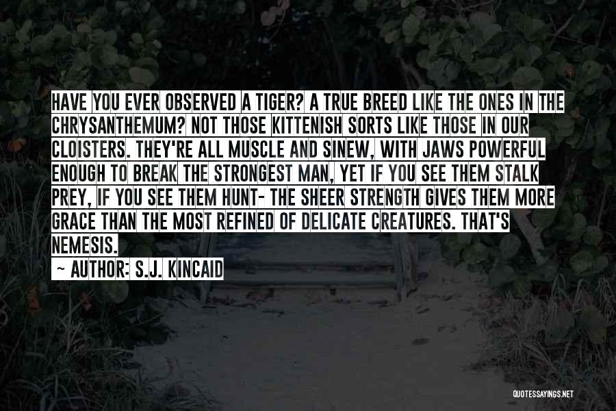 S.J. Kincaid Quotes: Have You Ever Observed A Tiger? A True Breed Like The Ones In The Chrysanthemum? Not Those Kittenish Sorts Like