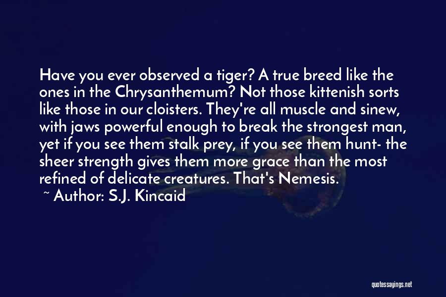 S.J. Kincaid Quotes: Have You Ever Observed A Tiger? A True Breed Like The Ones In The Chrysanthemum? Not Those Kittenish Sorts Like