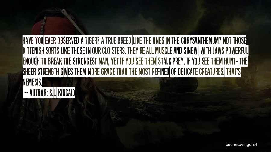 S.J. Kincaid Quotes: Have You Ever Observed A Tiger? A True Breed Like The Ones In The Chrysanthemum? Not Those Kittenish Sorts Like