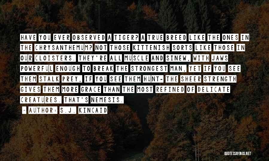 S.J. Kincaid Quotes: Have You Ever Observed A Tiger? A True Breed Like The Ones In The Chrysanthemum? Not Those Kittenish Sorts Like