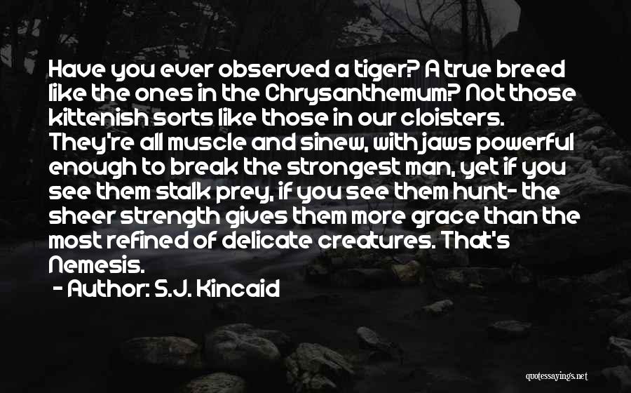 S.J. Kincaid Quotes: Have You Ever Observed A Tiger? A True Breed Like The Ones In The Chrysanthemum? Not Those Kittenish Sorts Like