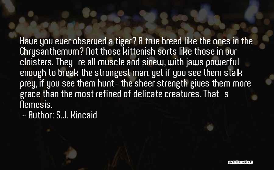 S.J. Kincaid Quotes: Have You Ever Observed A Tiger? A True Breed Like The Ones In The Chrysanthemum? Not Those Kittenish Sorts Like