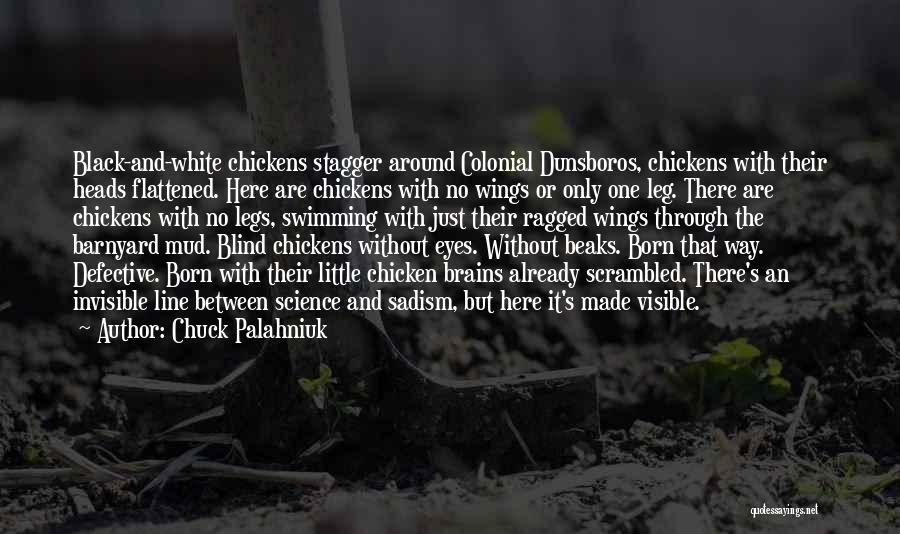 Chuck Palahniuk Quotes: Black-and-white Chickens Stagger Around Colonial Dunsboros, Chickens With Their Heads Flattened. Here Are Chickens With No Wings Or Only One