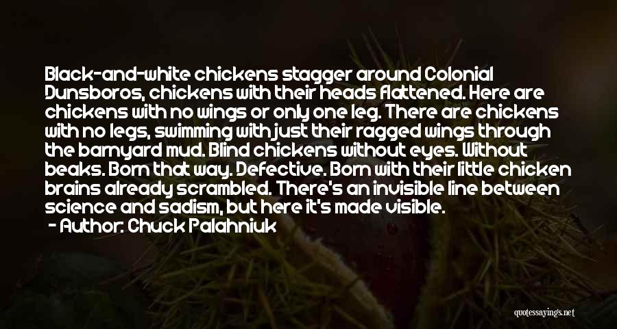 Chuck Palahniuk Quotes: Black-and-white Chickens Stagger Around Colonial Dunsboros, Chickens With Their Heads Flattened. Here Are Chickens With No Wings Or Only One