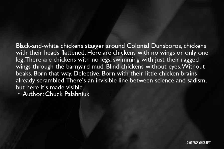 Chuck Palahniuk Quotes: Black-and-white Chickens Stagger Around Colonial Dunsboros, Chickens With Their Heads Flattened. Here Are Chickens With No Wings Or Only One