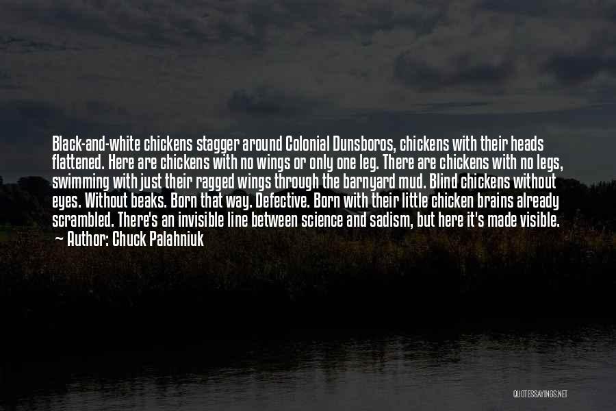 Chuck Palahniuk Quotes: Black-and-white Chickens Stagger Around Colonial Dunsboros, Chickens With Their Heads Flattened. Here Are Chickens With No Wings Or Only One