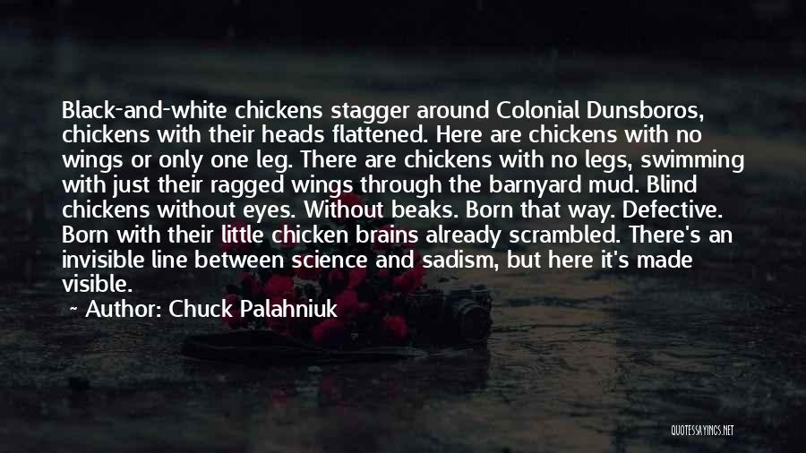 Chuck Palahniuk Quotes: Black-and-white Chickens Stagger Around Colonial Dunsboros, Chickens With Their Heads Flattened. Here Are Chickens With No Wings Or Only One