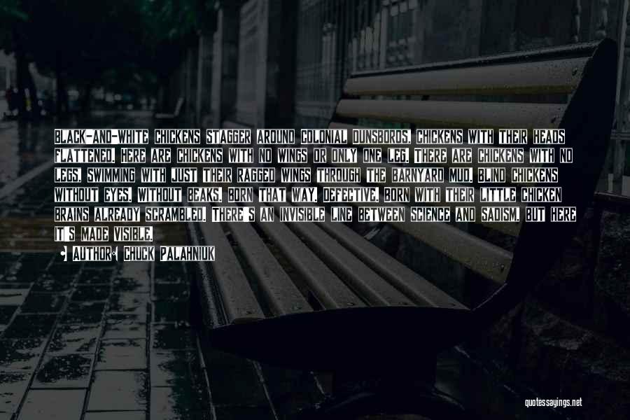 Chuck Palahniuk Quotes: Black-and-white Chickens Stagger Around Colonial Dunsboros, Chickens With Their Heads Flattened. Here Are Chickens With No Wings Or Only One