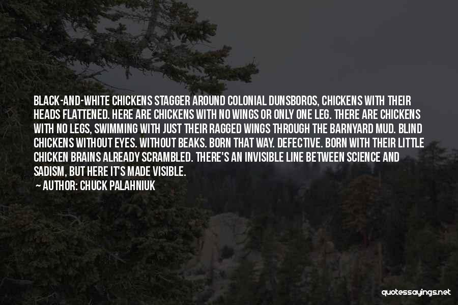 Chuck Palahniuk Quotes: Black-and-white Chickens Stagger Around Colonial Dunsboros, Chickens With Their Heads Flattened. Here Are Chickens With No Wings Or Only One