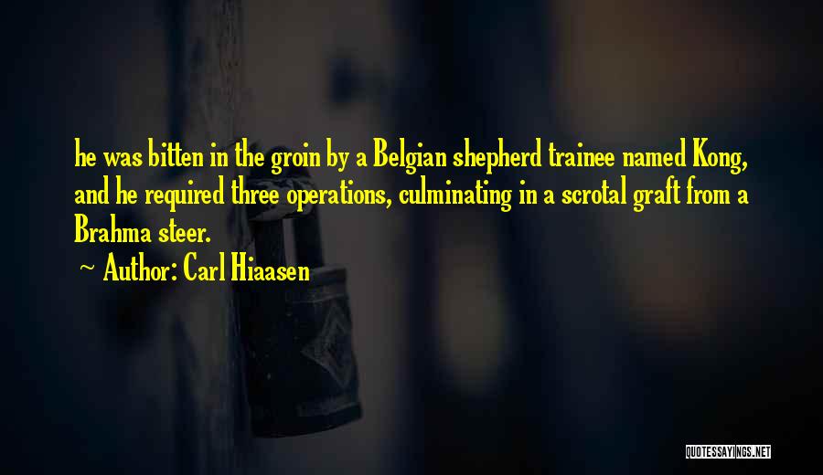 Carl Hiaasen Quotes: He Was Bitten In The Groin By A Belgian Shepherd Trainee Named Kong, And He Required Three Operations, Culminating In