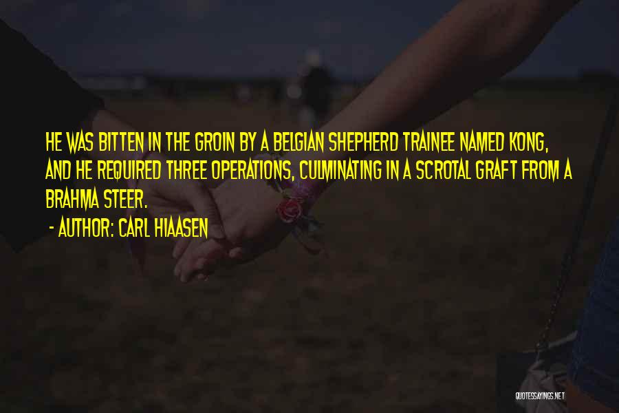 Carl Hiaasen Quotes: He Was Bitten In The Groin By A Belgian Shepherd Trainee Named Kong, And He Required Three Operations, Culminating In