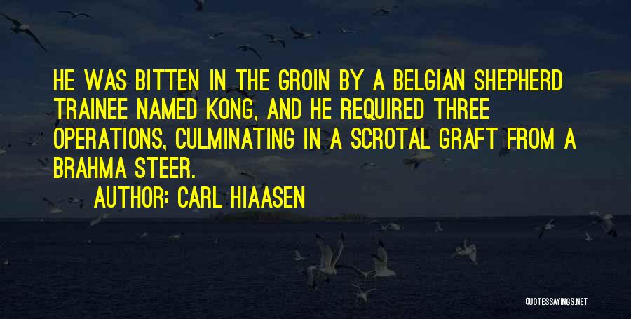 Carl Hiaasen Quotes: He Was Bitten In The Groin By A Belgian Shepherd Trainee Named Kong, And He Required Three Operations, Culminating In