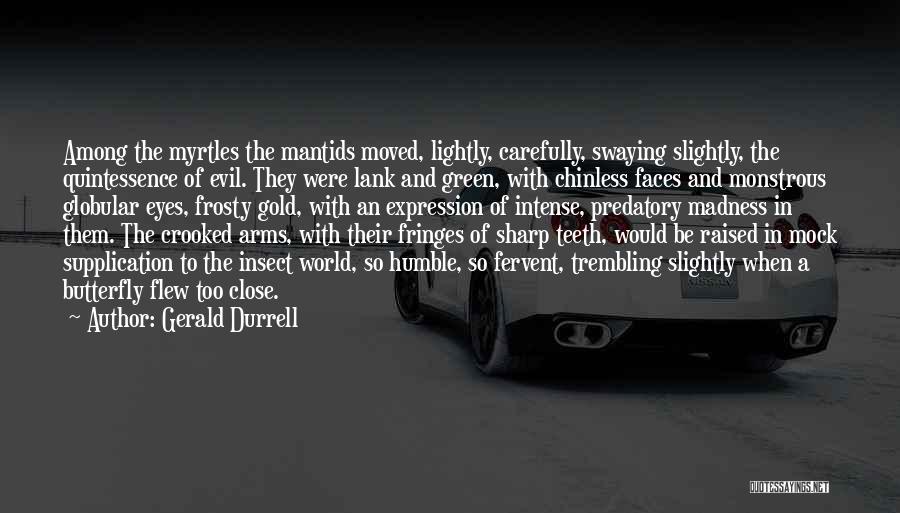 Gerald Durrell Quotes: Among The Myrtles The Mantids Moved, Lightly, Carefully, Swaying Slightly, The Quintessence Of Evil. They Were Lank And Green, With