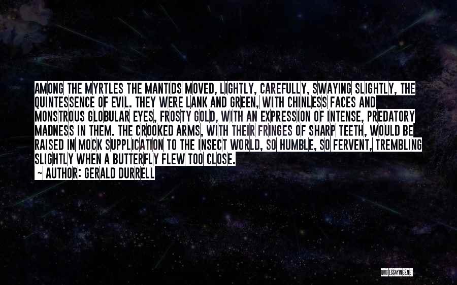 Gerald Durrell Quotes: Among The Myrtles The Mantids Moved, Lightly, Carefully, Swaying Slightly, The Quintessence Of Evil. They Were Lank And Green, With