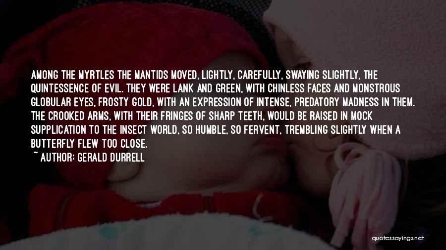 Gerald Durrell Quotes: Among The Myrtles The Mantids Moved, Lightly, Carefully, Swaying Slightly, The Quintessence Of Evil. They Were Lank And Green, With