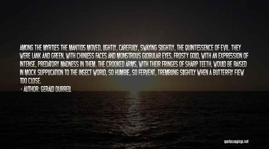 Gerald Durrell Quotes: Among The Myrtles The Mantids Moved, Lightly, Carefully, Swaying Slightly, The Quintessence Of Evil. They Were Lank And Green, With
