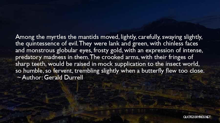 Gerald Durrell Quotes: Among The Myrtles The Mantids Moved, Lightly, Carefully, Swaying Slightly, The Quintessence Of Evil. They Were Lank And Green, With