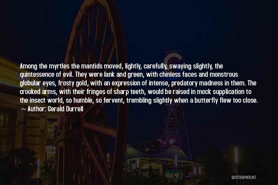 Gerald Durrell Quotes: Among The Myrtles The Mantids Moved, Lightly, Carefully, Swaying Slightly, The Quintessence Of Evil. They Were Lank And Green, With