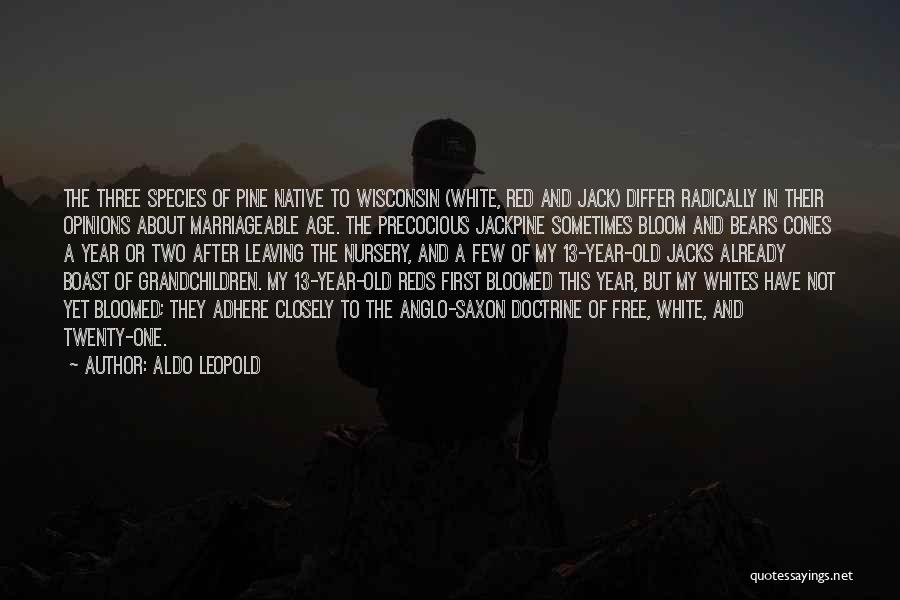 Aldo Leopold Quotes: The Three Species Of Pine Native To Wisconsin (white, Red And Jack) Differ Radically In Their Opinions About Marriageable Age.