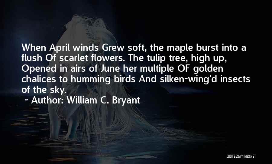 William C. Bryant Quotes: When April Winds Grew Soft, The Maple Burst Into A Flush Of Scarlet Flowers. The Tulip Tree, High Up, Opened