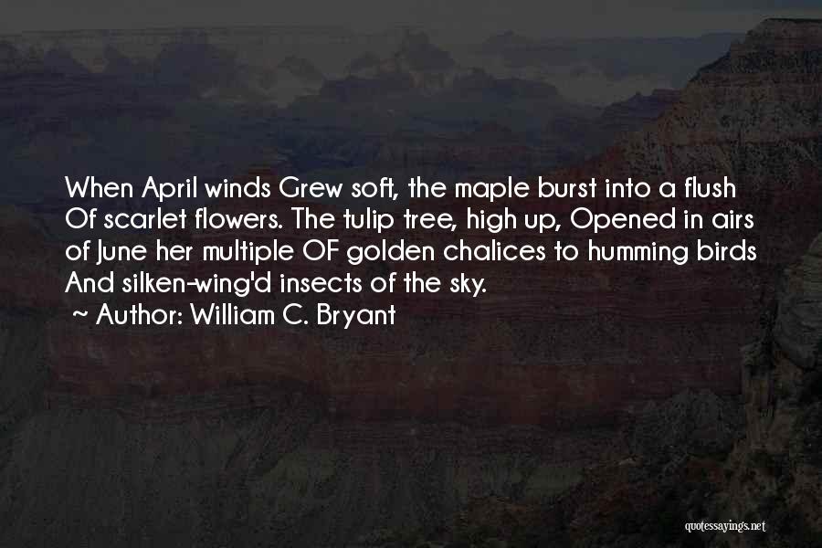 William C. Bryant Quotes: When April Winds Grew Soft, The Maple Burst Into A Flush Of Scarlet Flowers. The Tulip Tree, High Up, Opened