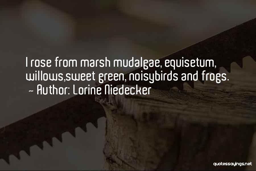 Lorine Niedecker Quotes: I Rose From Marsh Mudalgae, Equisetum, Willows,sweet Green, Noisybirds And Frogs.