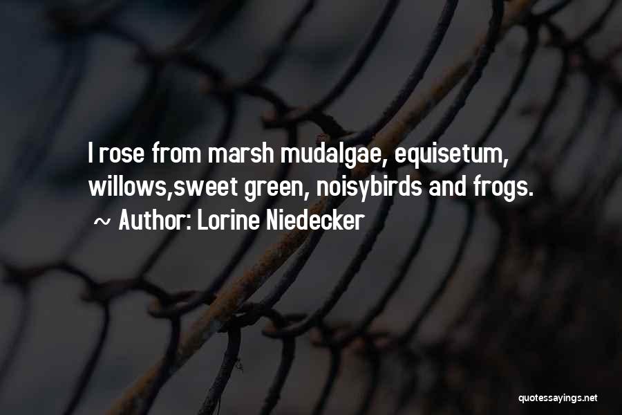 Lorine Niedecker Quotes: I Rose From Marsh Mudalgae, Equisetum, Willows,sweet Green, Noisybirds And Frogs.