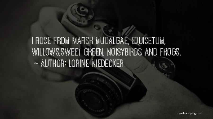 Lorine Niedecker Quotes: I Rose From Marsh Mudalgae, Equisetum, Willows,sweet Green, Noisybirds And Frogs.