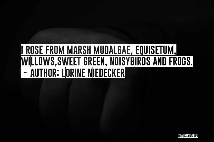 Lorine Niedecker Quotes: I Rose From Marsh Mudalgae, Equisetum, Willows,sweet Green, Noisybirds And Frogs.