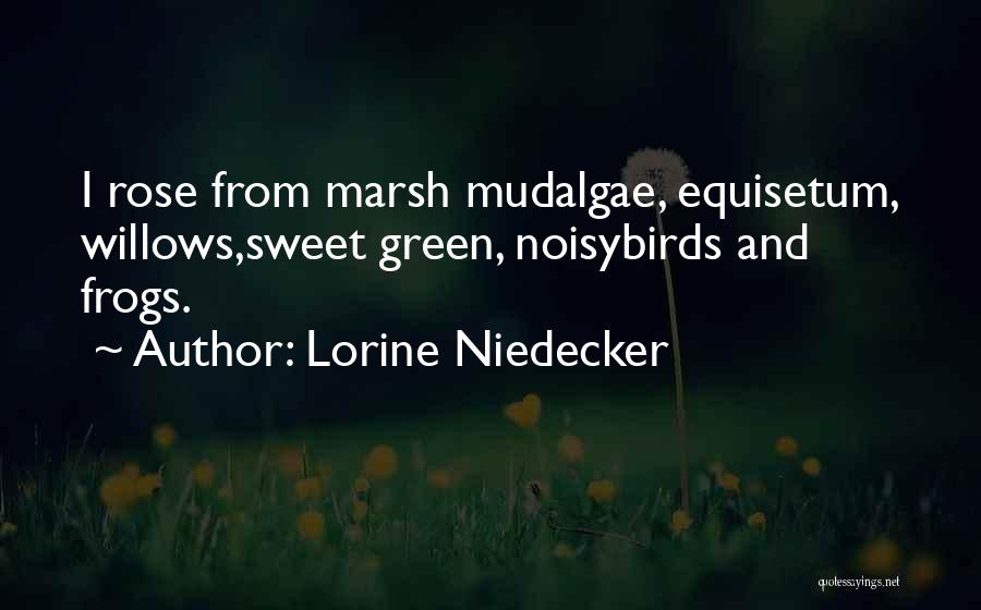 Lorine Niedecker Quotes: I Rose From Marsh Mudalgae, Equisetum, Willows,sweet Green, Noisybirds And Frogs.