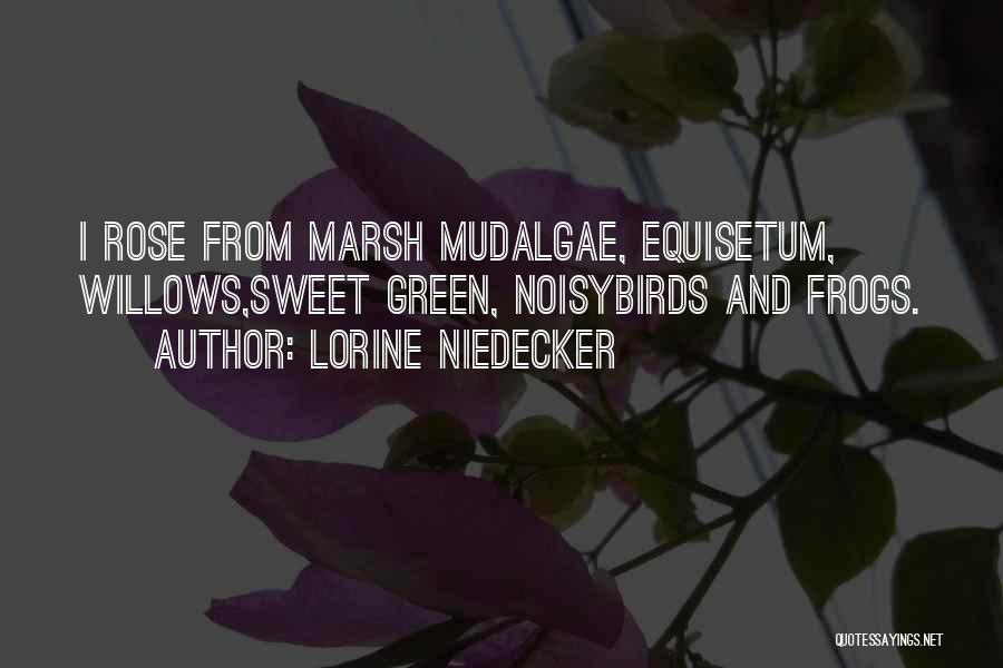Lorine Niedecker Quotes: I Rose From Marsh Mudalgae, Equisetum, Willows,sweet Green, Noisybirds And Frogs.