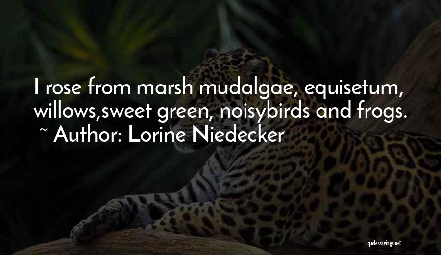 Lorine Niedecker Quotes: I Rose From Marsh Mudalgae, Equisetum, Willows,sweet Green, Noisybirds And Frogs.
