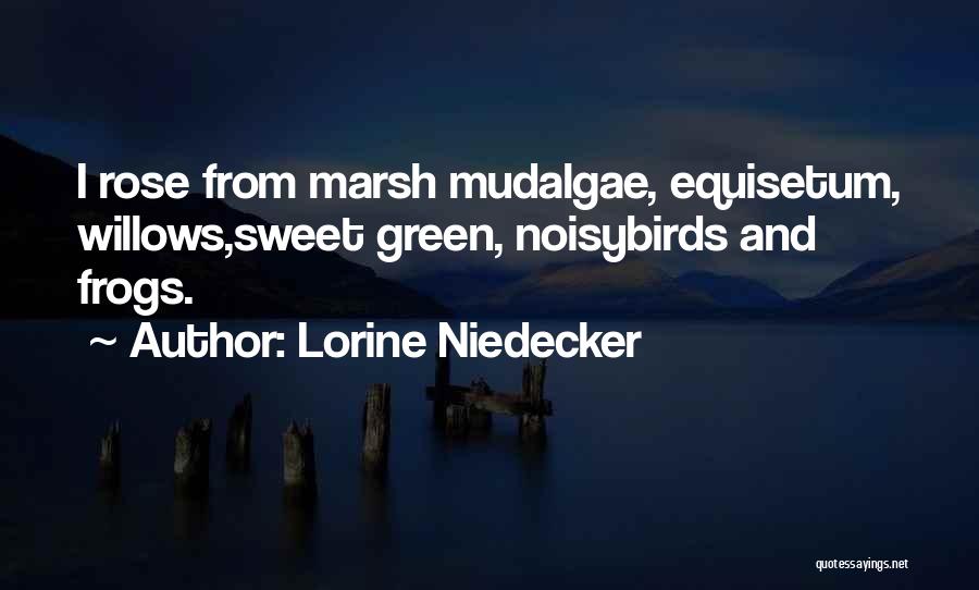 Lorine Niedecker Quotes: I Rose From Marsh Mudalgae, Equisetum, Willows,sweet Green, Noisybirds And Frogs.