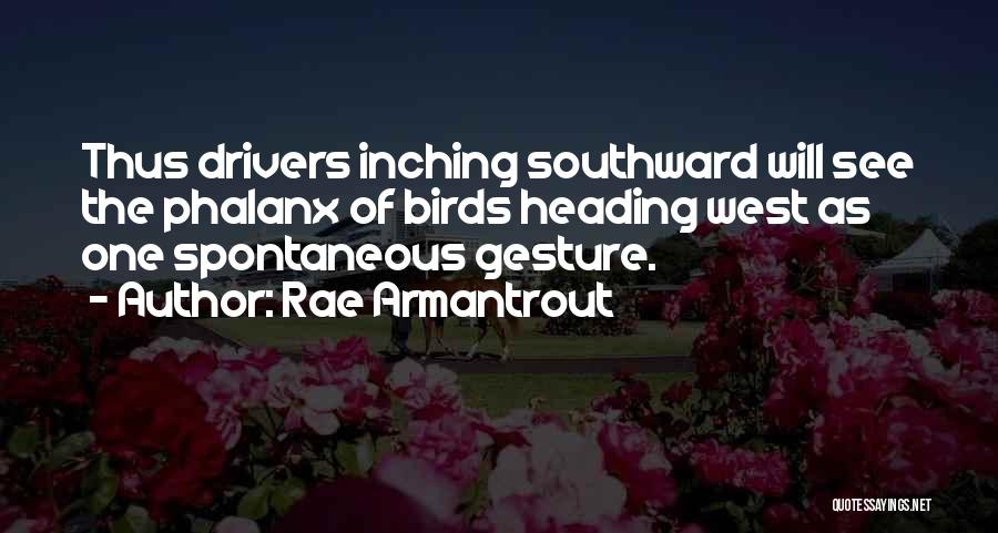 Rae Armantrout Quotes: Thus Drivers Inching Southward Will See The Phalanx Of Birds Heading West As One Spontaneous Gesture.