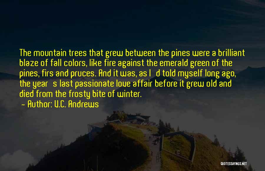 V.C. Andrews Quotes: The Mountain Trees That Grew Between The Pines Were A Brilliant Blaze Of Fall Colors, Like Fire Against The Emerald