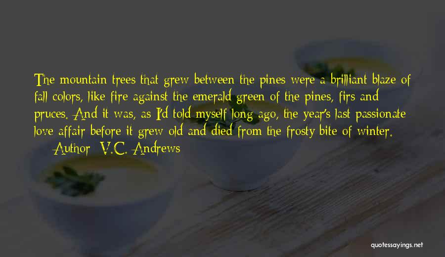 V.C. Andrews Quotes: The Mountain Trees That Grew Between The Pines Were A Brilliant Blaze Of Fall Colors, Like Fire Against The Emerald